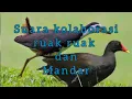 Download Lagu suara pikat kolaborasi RUAK RUAK DAN MANDAR