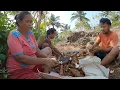 Download Lagu Musim panen singkong di kupas di kebun di bawah terik matahari/bakar lhn untuk proses matikan gulma