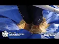Wild Rice Processing Threshing