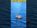 Download Lagu Explored NEW ZEALAND'S Most PEACEFUL Lake and Found Black Swan  #nature #goose