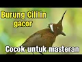 Lagu SUARA TEMBAKAN CILILIN GACOR UNTUK MASTERAN BURUNG KICAU!! AUTO DILIRIK JURI DI GANTANGAN!!! 