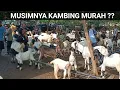 Jantan 750 Ribu !! Update Harga Kambing Saat Ini Pasar Pahing Trenggalek Jatim @dadungkeluh9817 