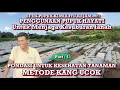Download Lagu METODE TANAM CABE YANG AMAN DARI LAYU DAN BERUMUR PANJANG