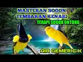 MASTERAN SOGOK ONTONG FULL TEMBAKAN KENARI+SUARA AIR GEMERICIK