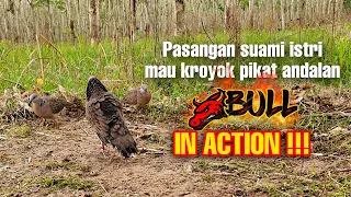  pikat tekukur si bull mau di kroyok pasangan suami istri 