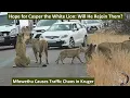Download Lagu The Return of Mfowethu, Last Shishangaan Brother of Casper the White Lion, Causes Traffic Standstill
