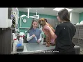 Bionet O Pet Curv Veterinary Wireless Vital Signs Sensor - Introduction and Walkthrough