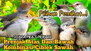 ampuh suara pikat burung prenjak atas dan bawah kombinasi ciblek sawah 