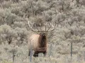 2024 Idaho Controlled Elk Hunt