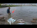 Download Lagu Taranta Na Hatak Dakma Naglalakihang Ligaw Na Bangus Sa Gilid Ng Batohan