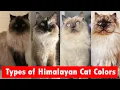Download Lagu 10 Types of Himalayan Cat Colors \u0026 Coat Patterns