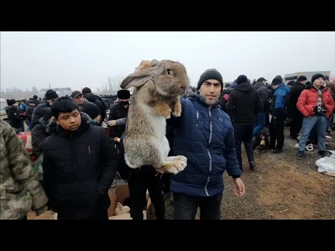 Quva quyon bozor narxlari 9 yanvar 2022 yil