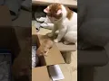 Impatient cat mom has had enough