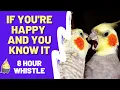 Download Lagu IF YOU'RE HAPPY AND YOU KNOW IT 8 HOUR WHISTLE PRACTICE FOR BIRDS - Whistling Songs For Cockatiels