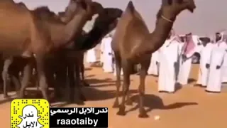 جديد من منقية صفر رجل الاعمال مهدي بن سلطان العامري 