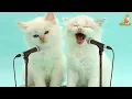 Download Lagu MARHABAN YA RAMADHAN COVER KUCING KEMBAR | Kucing Sholawat