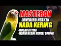 MASTERAN DAN PANCINGAN LOVEBIRD NADA KERING