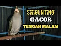 Download Lagu Suara burung srigunting bunyi gacor di malam hari