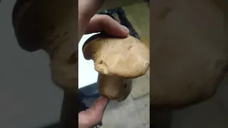 Florida king bolete