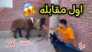 مقابله بولا وخروف العيد    الخروف عض بولا   دندنها