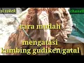 Download Lagu cara mudah mengobati kambing gudik atau gatal gatal