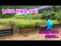 Download Lagu 농사의 새로운 시도! 도라지를 이렇게 심었더니...😮