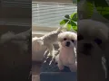 Download Lagu Wekliedje 🎵#hond #puppy #maltezer #huisdieren #schattigehond