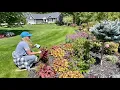Download Lagu Planting Perennials in Lollipop Lane! A Fun Late Summer Day in The Garden!  
