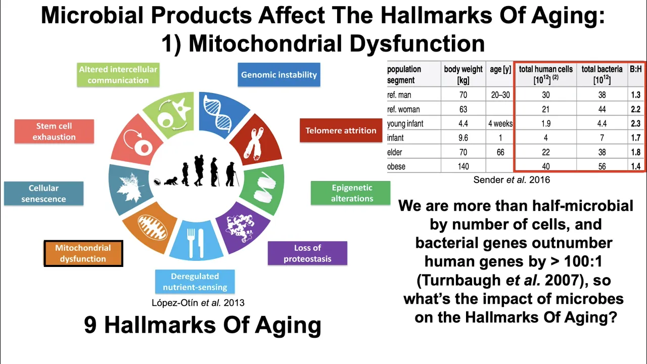Microbial Products Affect the Hallmarks Of Aging: Mitochondrial Function (Part I)