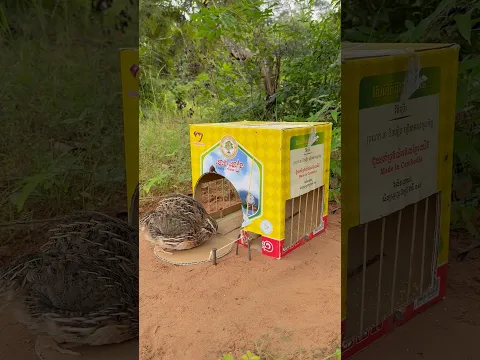 Innovative Quail Trap Using Cardboard Box #shorts