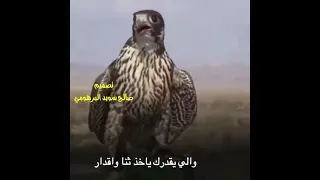 عبد الكريم المالكي يا صقر دندنها
