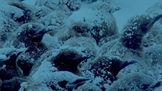 Download Penguins Huddle To Keep Their Eggs Warm | Natural World: Penguins Of The Antarctic | BBC Earth MP3