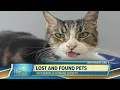 What to do with lost and found pets FCL March 9 2021