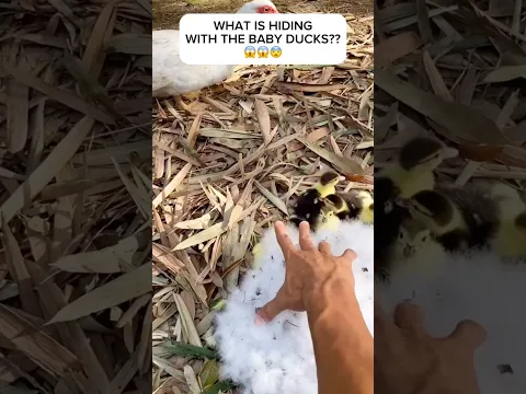 scary baby ducks video with laughs #scary #funnyanimals #babyducks