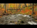 Autumn River Sounds -  Relaxing Nature Video - Sleep/ Relax/ Study - 9 Hours - HD 1080p
