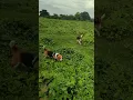 Beagle Farm walk