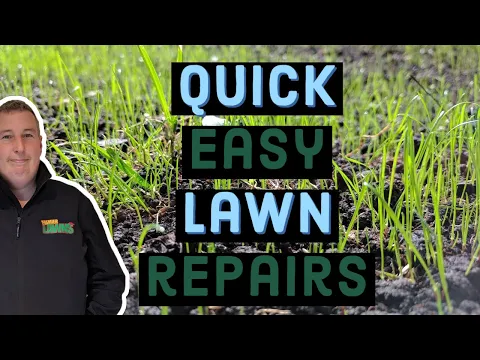 How to fix bare patches in a lawn first cut after scarification
