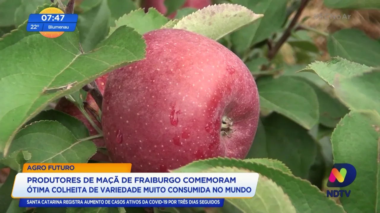 Produtores de maça de Fraiburgo comemoram ótima colheita de variedade muito consumida
