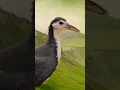 Download Lagu White-breasted waterhen sound |white breasted waterhen #bird