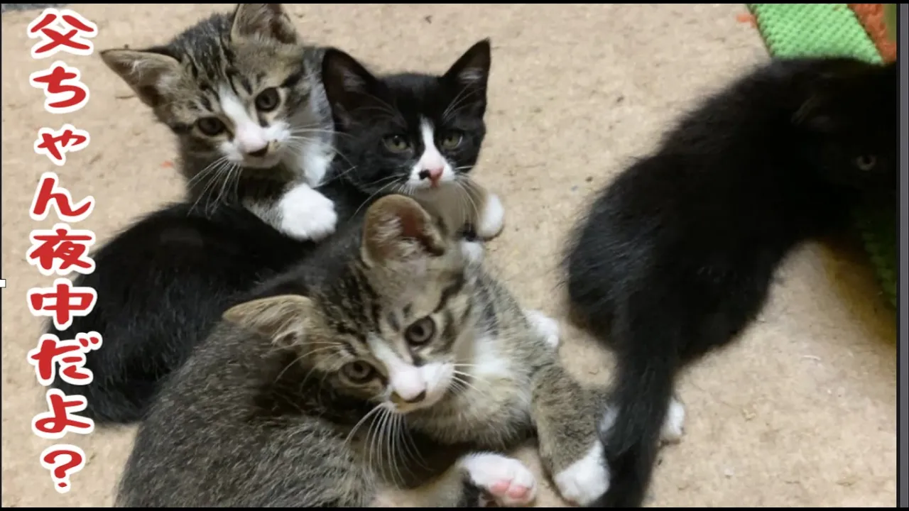 夜中に起こされた仔猫達に反撃される父ちゃんがこちらです
