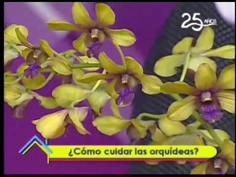 ¿Cómo cuidar las orquídeas?