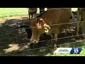 Cattle rustling still happens Man charged in Cullman Co