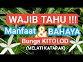 Download Lagu Mengungkap Khasiat Dan BAHAYA Bunga Kitolod
