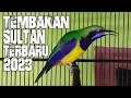Download Lagu TEMBAKAN TERBARU 2023 CUCAK CUNGKOK GACOR ISTIMEWA
