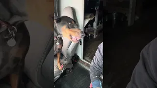 #fyp #dream #doberman #pets #life