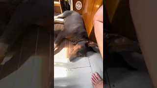 #fypシ #Fyp #Dream #doberman #pets