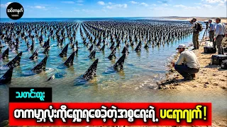 အစ္စရေးတို့ သန်းနဲ့ချီတဲ့ ငါးတွေကို သဲကန္တာရထဲ ယူဆောင်လာပြီးနောက် လအနည်းငယ်အတွင်း ဒီလိုဖြစ်သွားတယ်