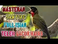 Download Lagu Masteran Samyong Full Isian||Teler Gacor Habis#masteransamyong#samyongfullisian