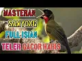 Masteran Samyong Full Isian||Teler Gacor Habis#masteransamyong#samyongfullisian
