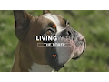 ALL ABOUT LIVING WITH BOXER DOGS